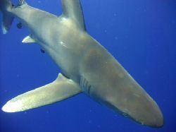 Close encounter with a ocianic white tip, daedalus reef, ... by Adrian Newell 